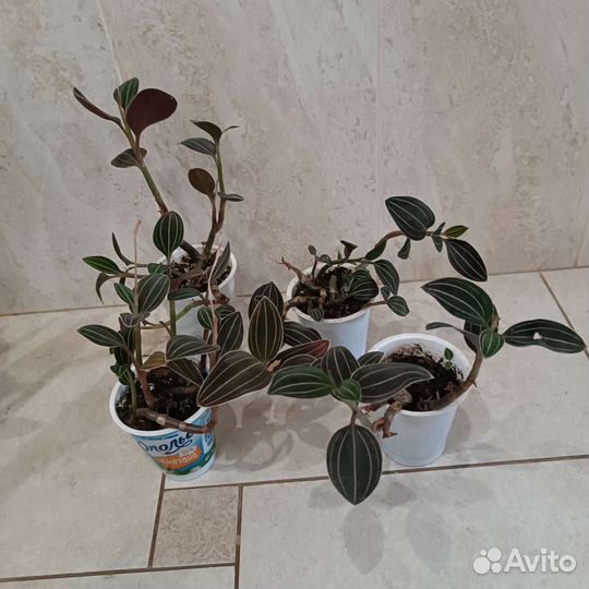 Сингониумы, аспидистра, лудизия