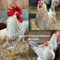 Куры. Петухи. Инкубационное яйцо, Москва