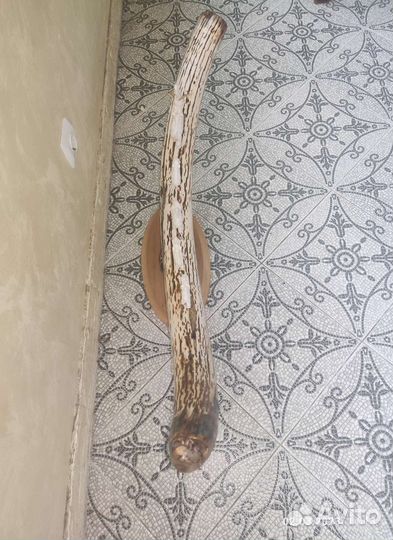 Бивень мамонта