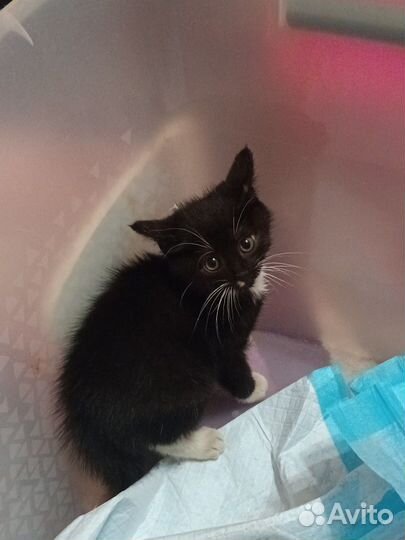 Котик в дар