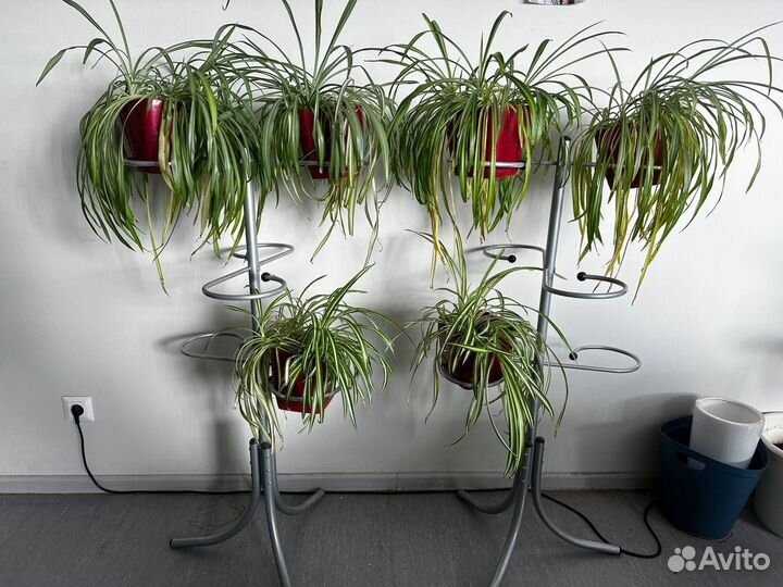 Офисные цветы бесплатно