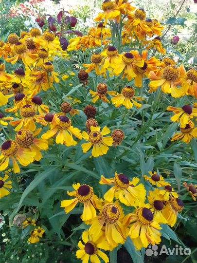 Многолетние цветы