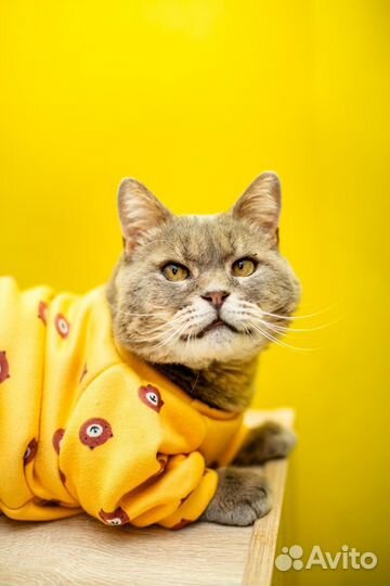 Шикарный кот ищет дом