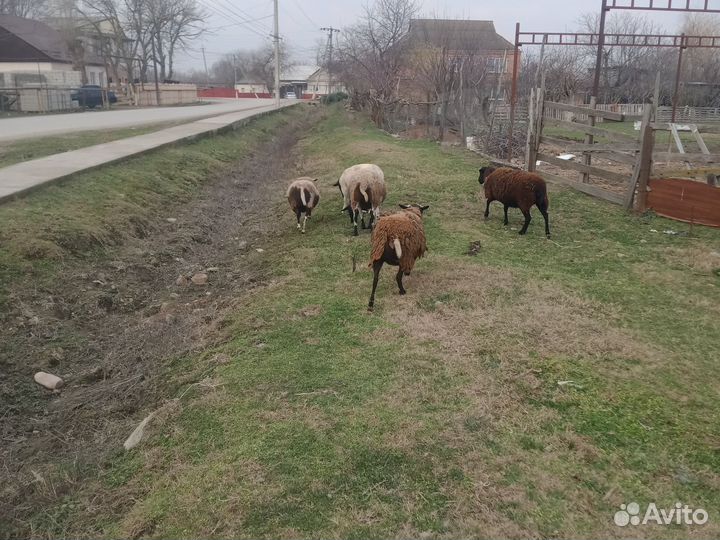 Баран