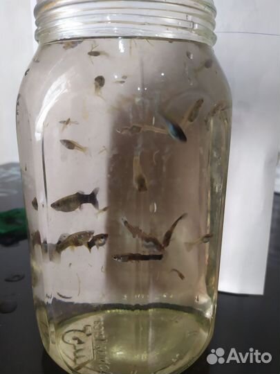 Отдам бесплатно