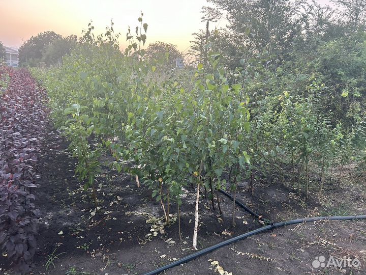 Саженцы плодовых деревьев