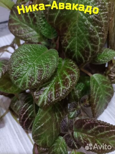 Набор эписций