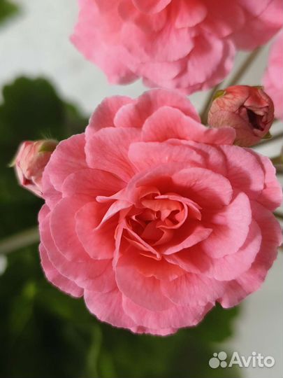 Пеларгония сортовая