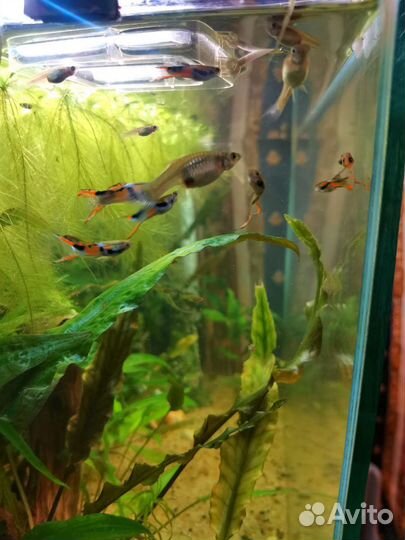 Пистия / Гуппи / Рыбки / креветки Вишня