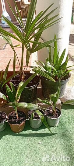 Пальма веерная