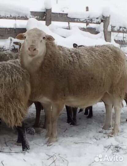 Катумские бараны