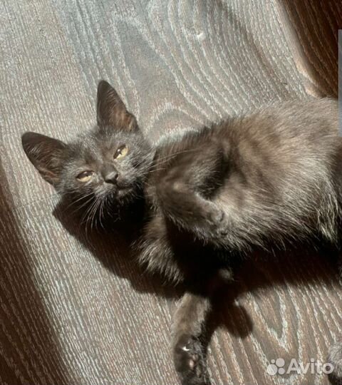 Котята в добрые руки бесплатно