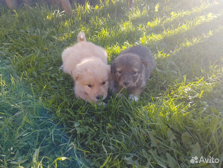 Щенки