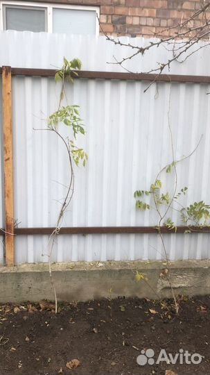 Глициния блю мун