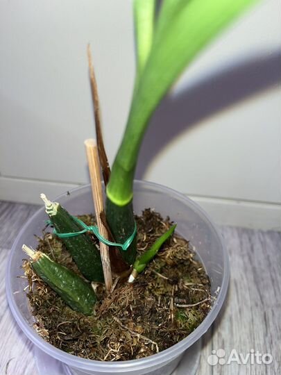 Орхидея зигопеталум пелорик