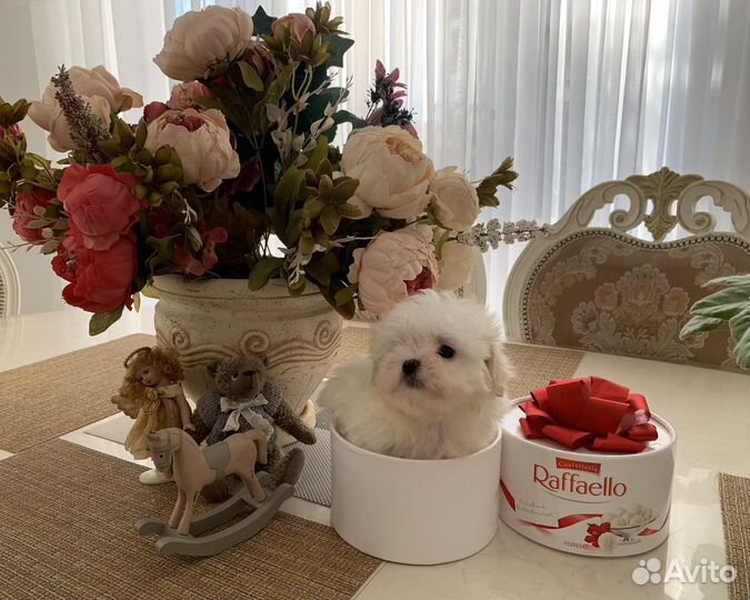 Мальтезе малыши