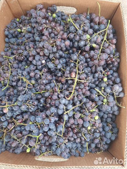 Виноград на вино Изабелла