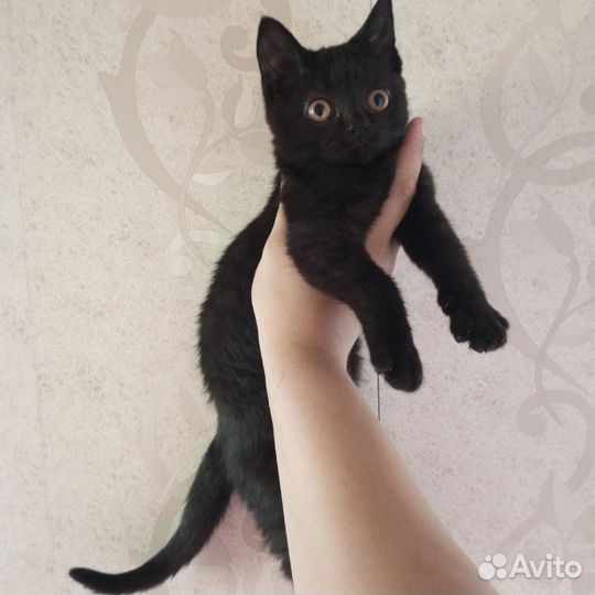 Котята породистые