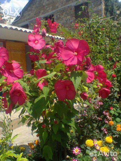 Гибискус травянистый крупный очень