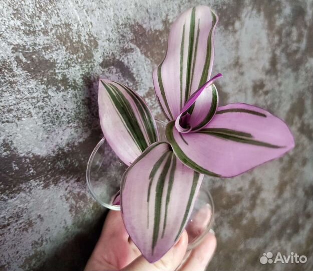 Традесканции сортовые 1