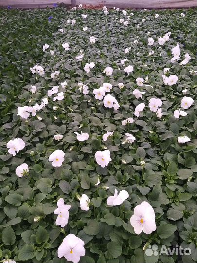 Рассада виолы