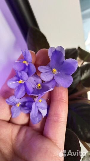 Фиалка/сенполия