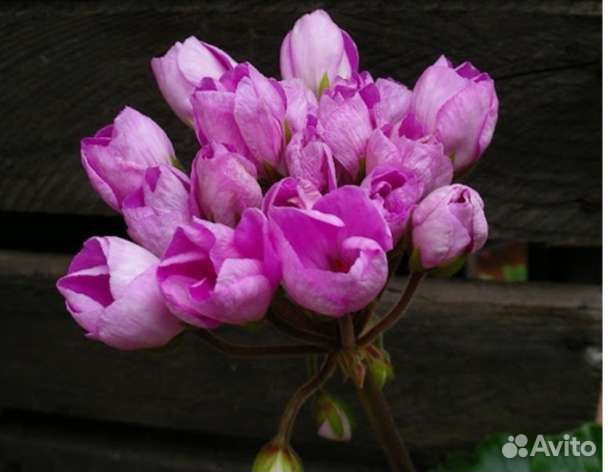 Пеларгония тюльпановидная