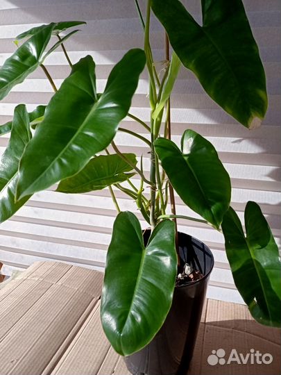 Филодендрон