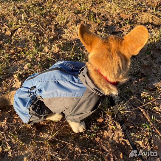 Одежда для средних собак