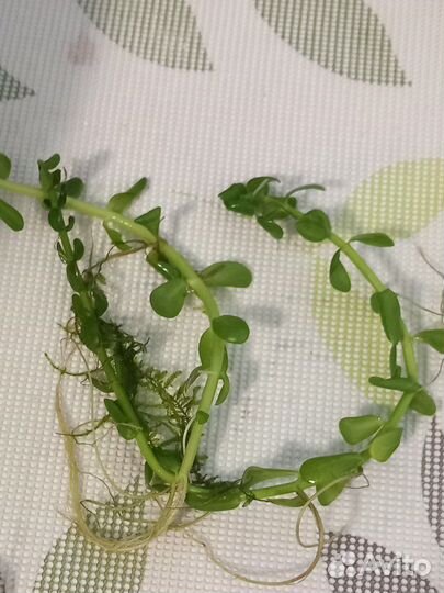 Растения в аквариум