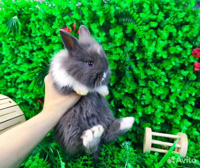 Мини карликовый кролик - львиный и другие