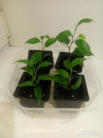 Фикус бенджамина