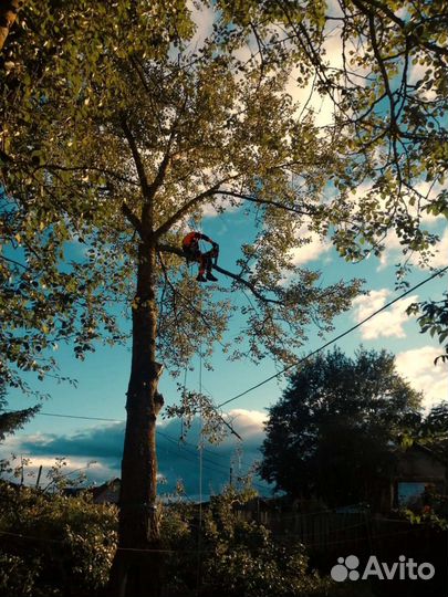 Спил аварийных деревьев