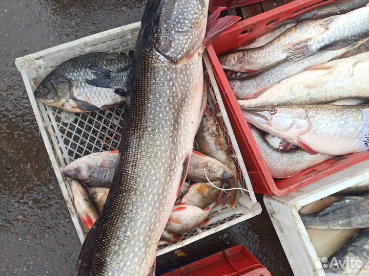 Свежая рыба