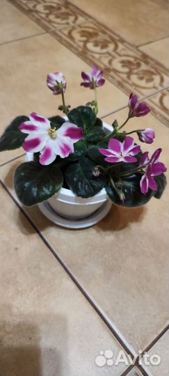 Красивые фиалки (цветущие)