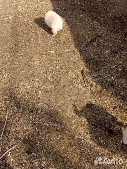 Красавицы по 10