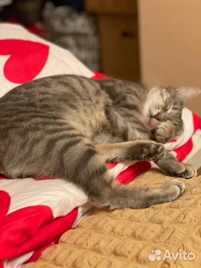 Присмотр за животными