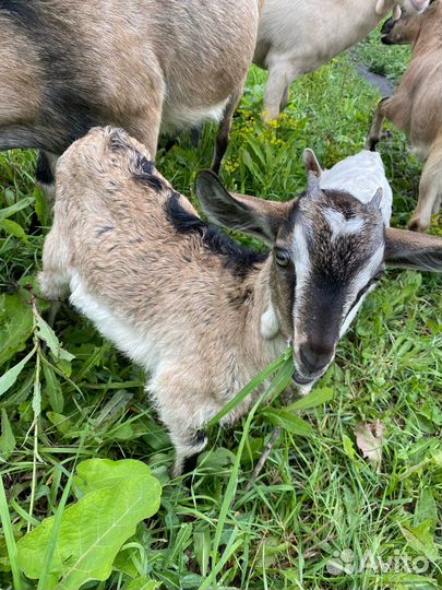 Козлята
