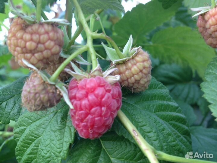 Побеги малины 