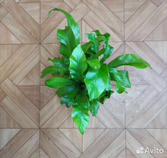 Папоротник