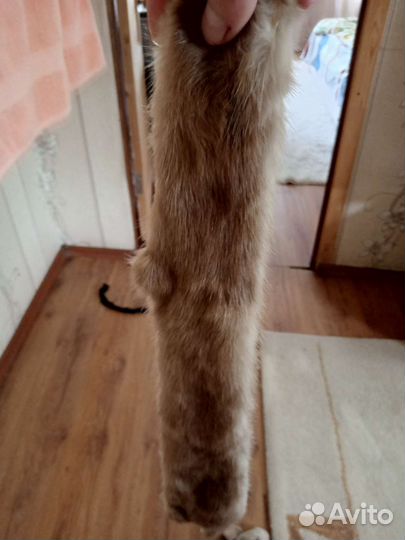 Шкурка животного