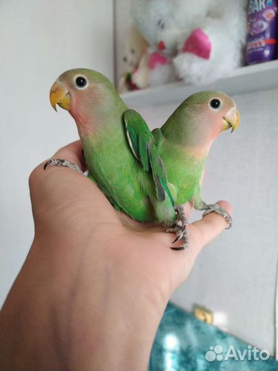 Розовощекий неразлучник