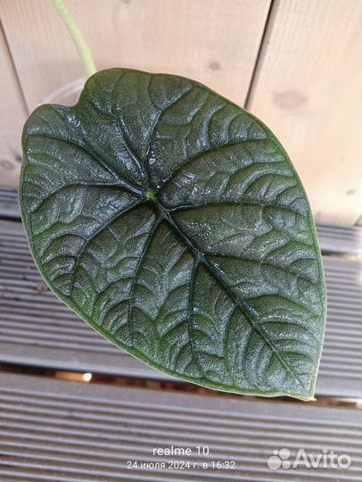 Алоказия Мело