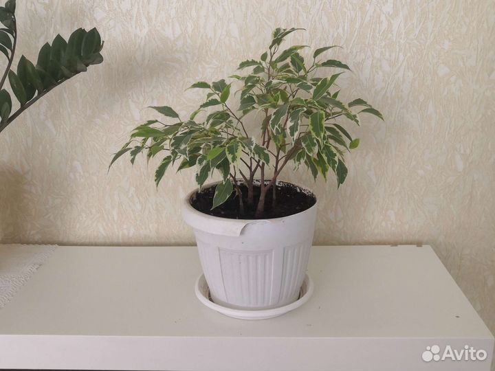 Фикус бенджамина