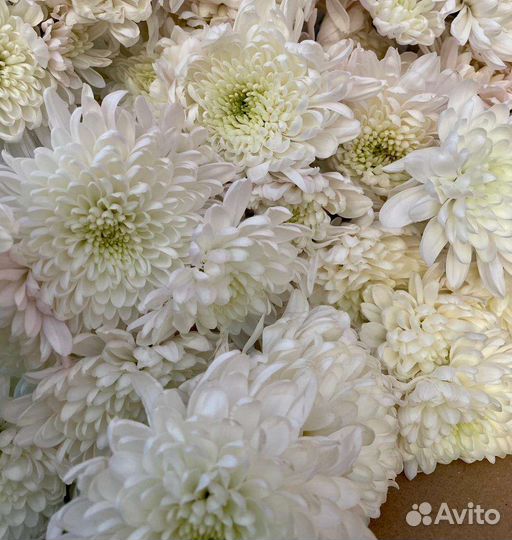 Роза уральская, Эксплорер, хризантема кустовая