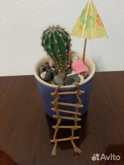 Позитивные композиции из кактусов