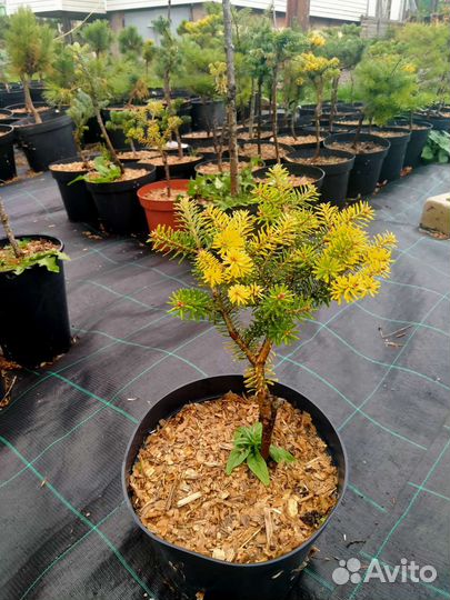 Продам хвойные саженцы