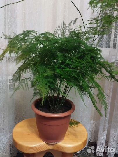 Папоротник