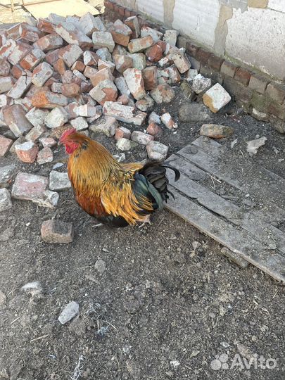 Петухи домашние