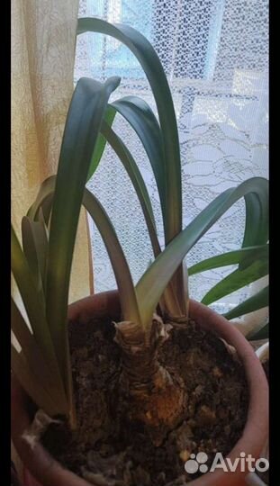 Гиппиаструм красный Пикотти